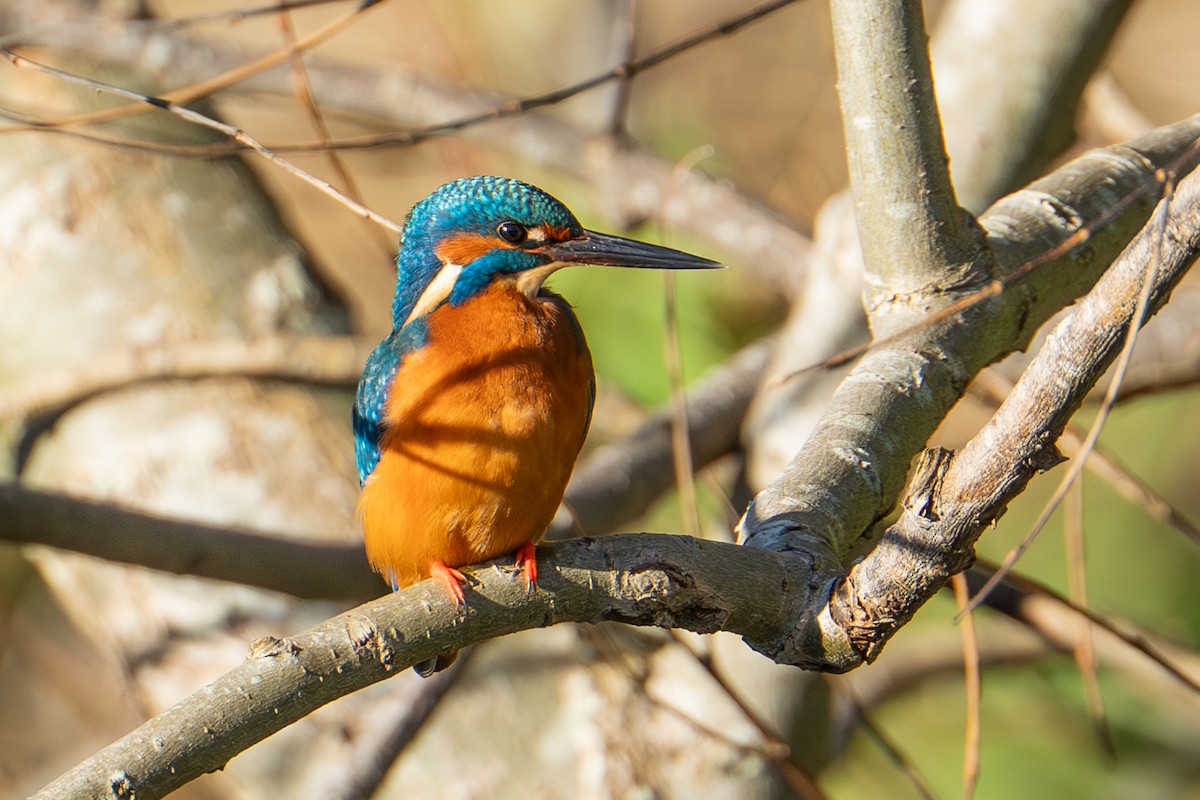 Common Kingfisher - ML645858847