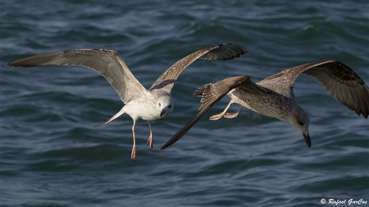 Caspian Gull - ML645858848