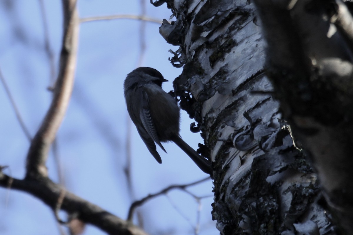 Boreal Chickadee - ML645858850