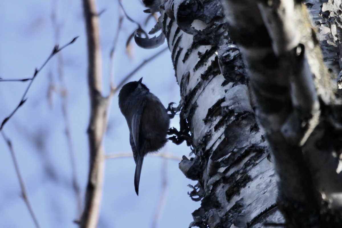Boreal Chickadee - ML645858852