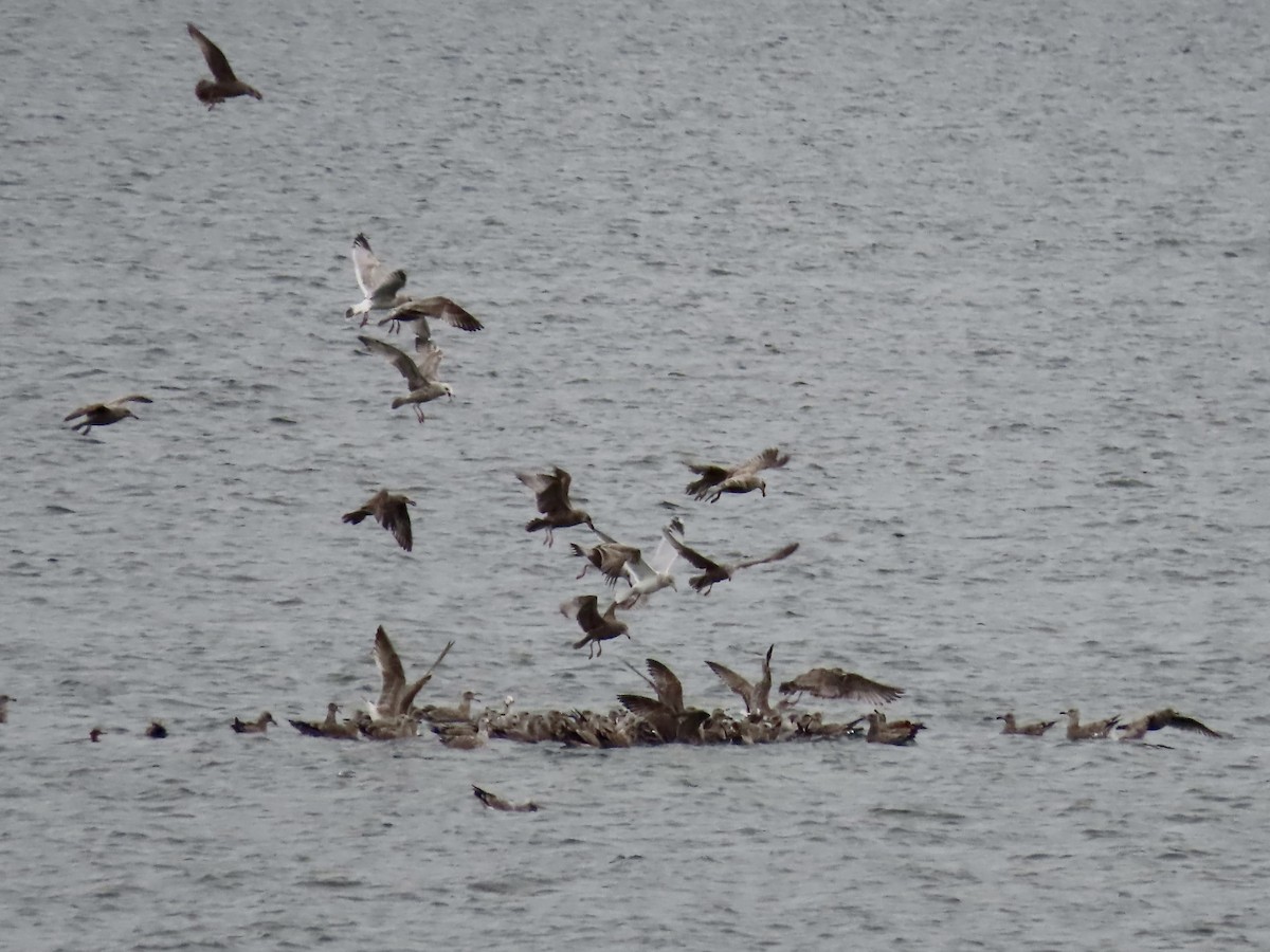 American Herring Gull - ML645858853