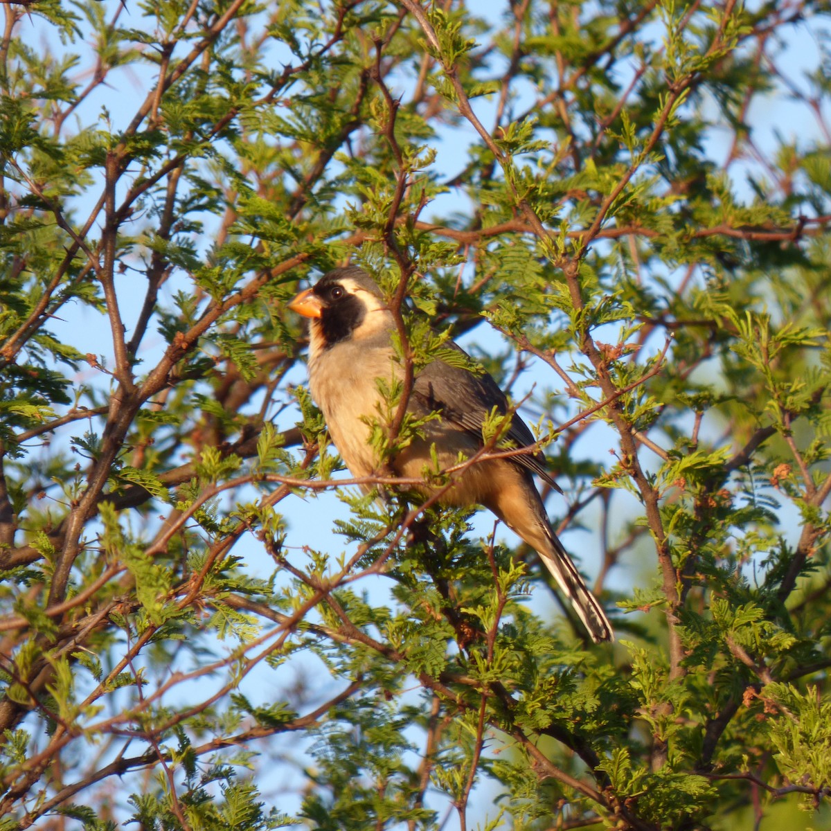 Golden-billed Saltator - ML645858854
