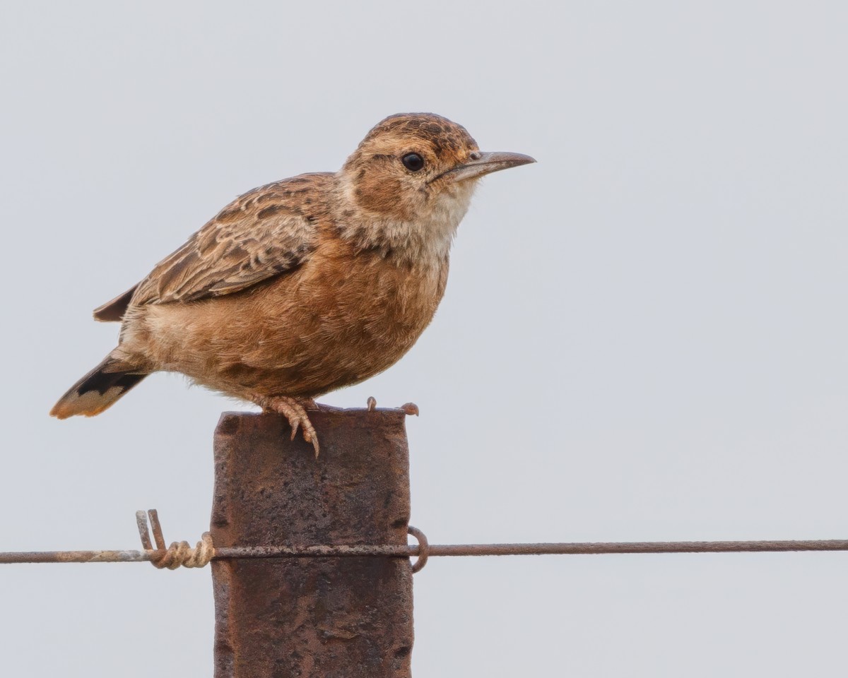 Spike-heeled Lark - ML645858856