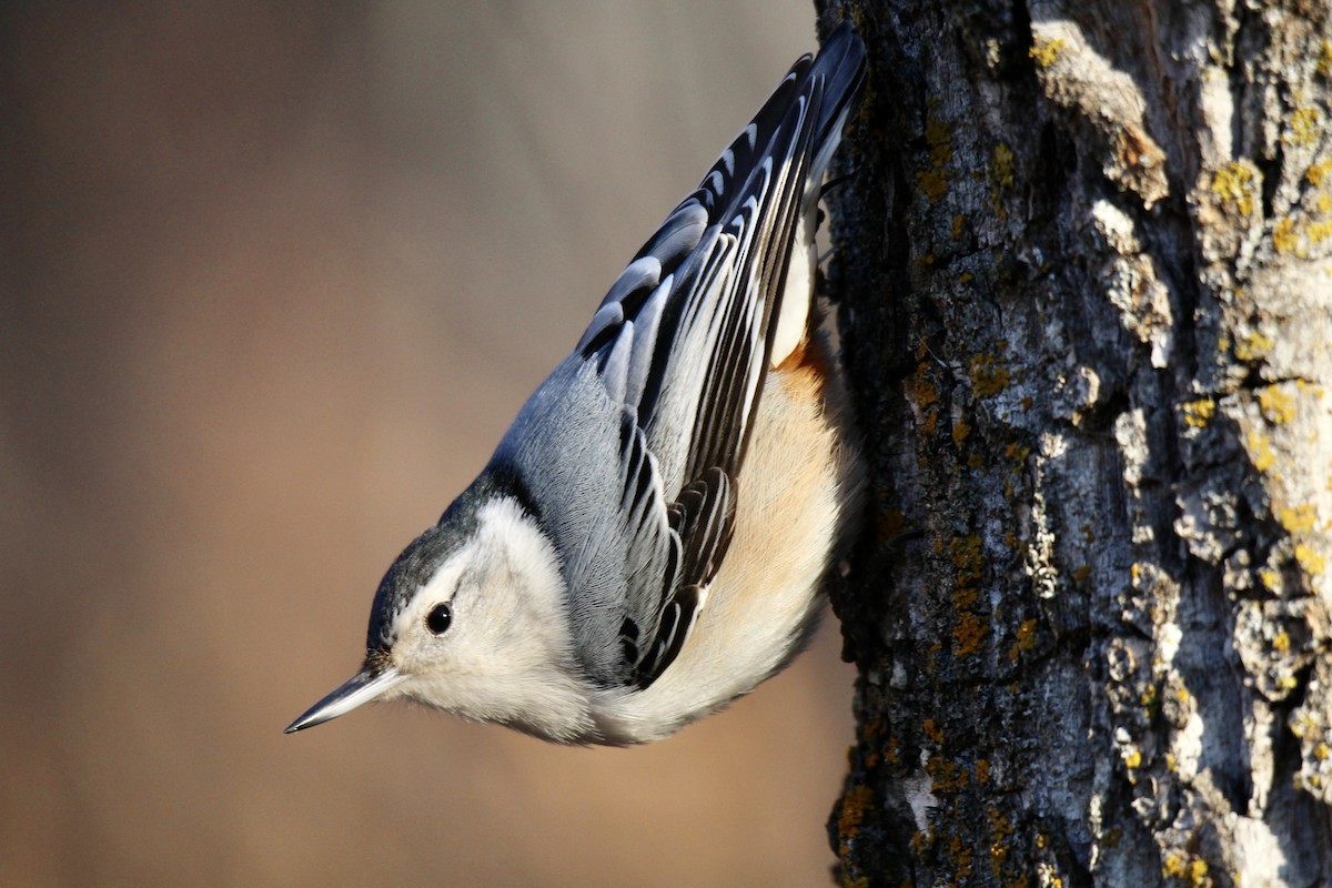 White-breasted Nuthatch (Eastern) - ML645858859