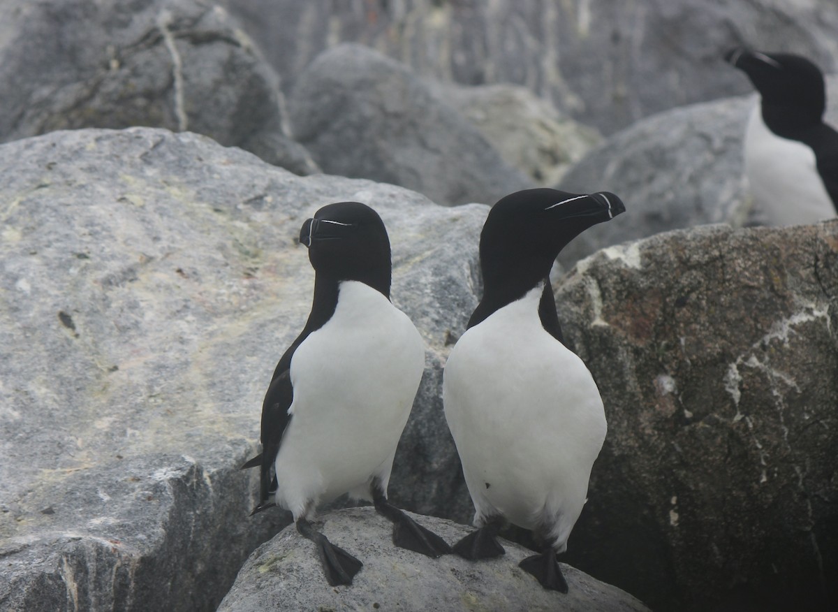 Gazza marina - ML645858872