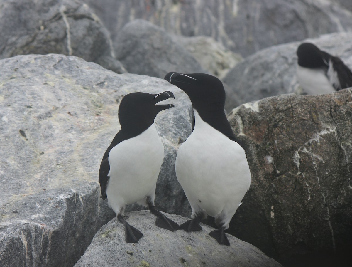 Gazza marina - ML645858873