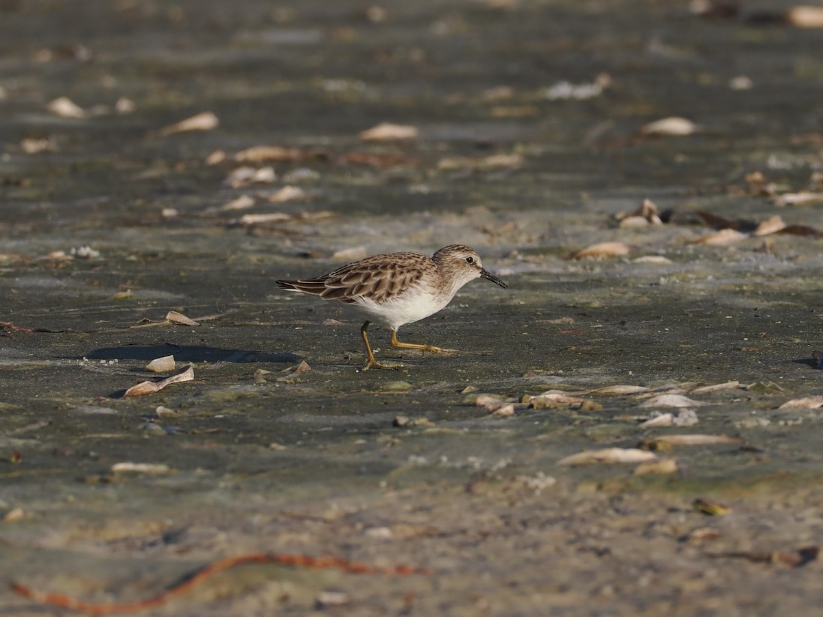 Least Sandpiper - ML645858882