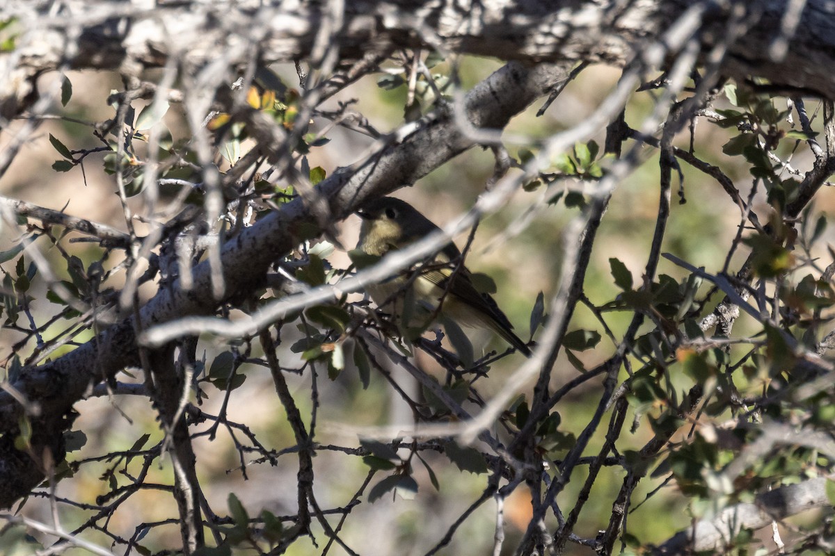 králíček americký - ML645858885