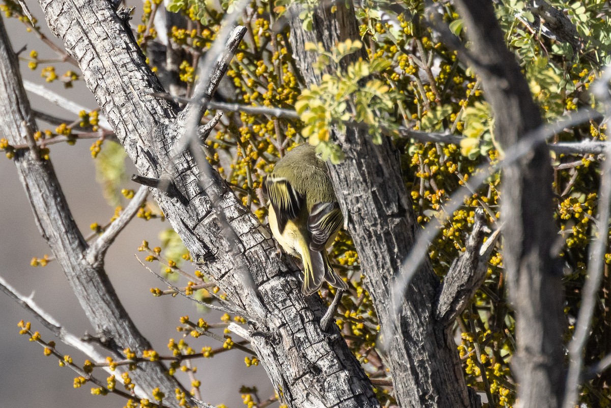 králíček americký - ML645858886