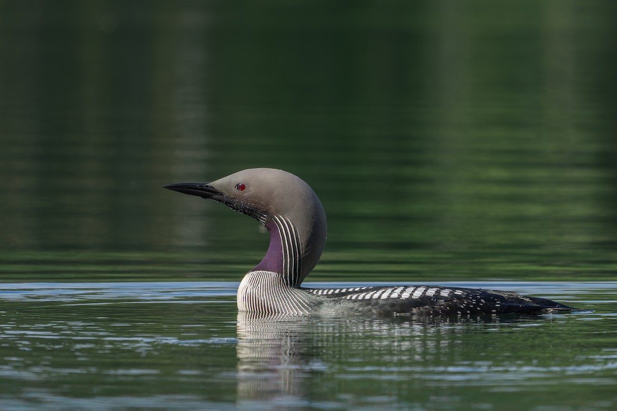 Arctic Loon - ML645858887