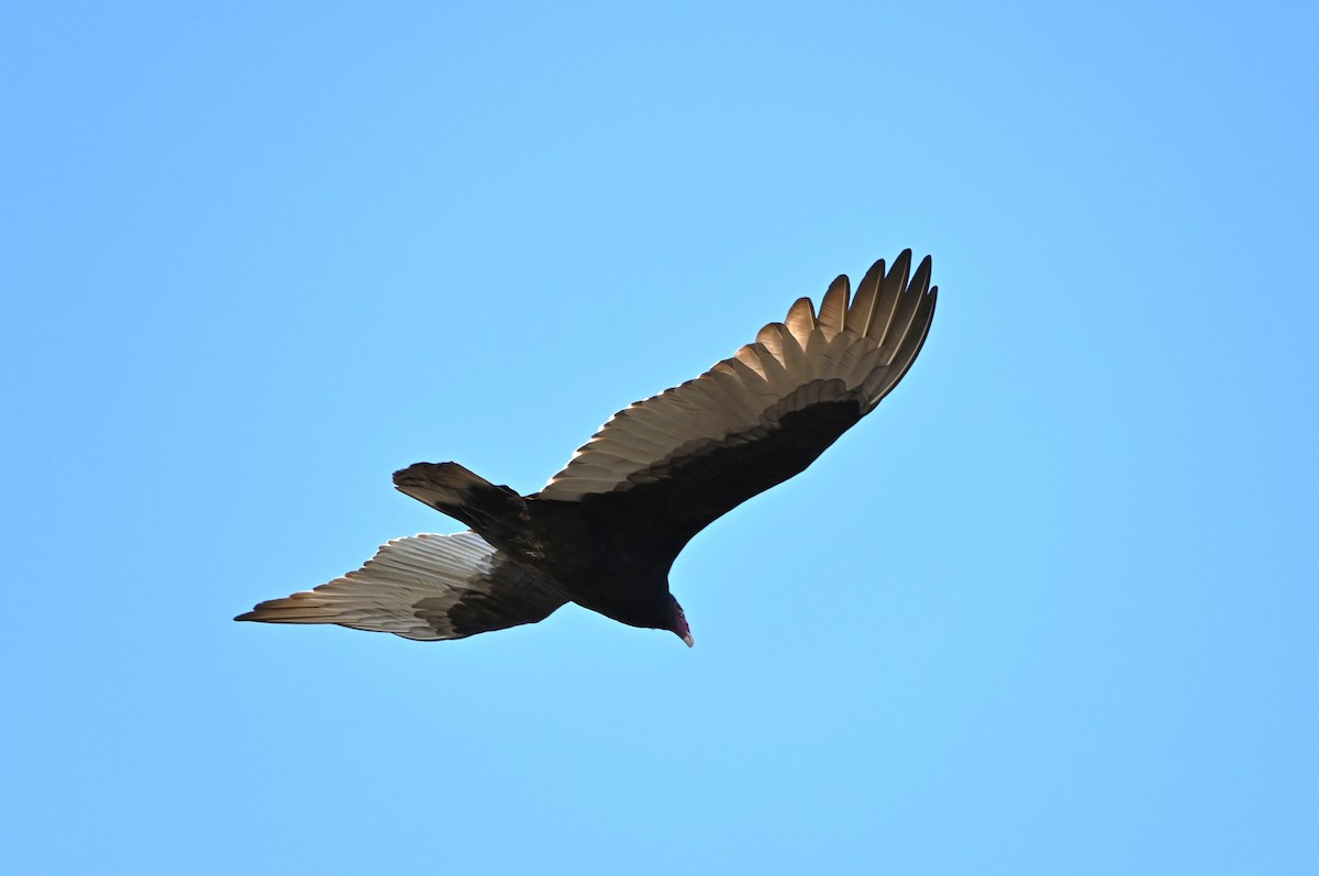 Turkey Vulture - ML645858889