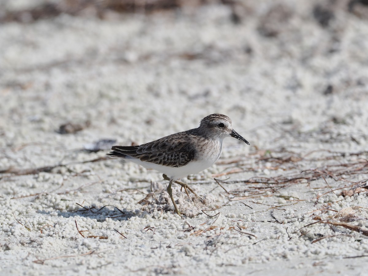 Least Sandpiper - ML645858900