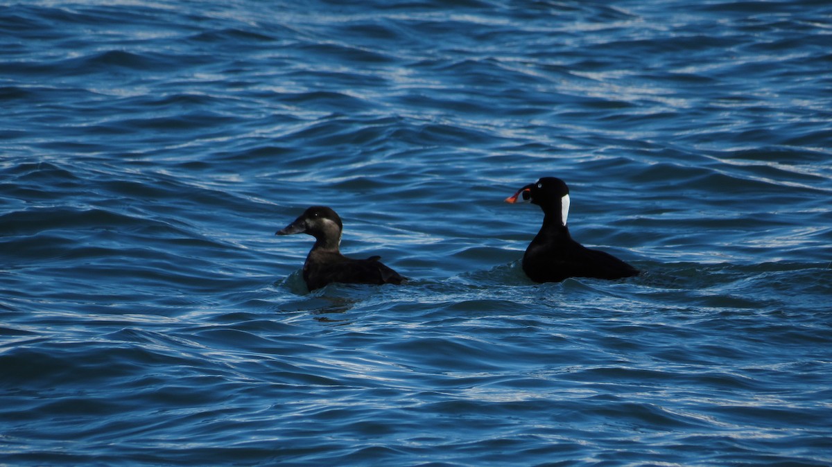 Surf Scoter - ML645858953