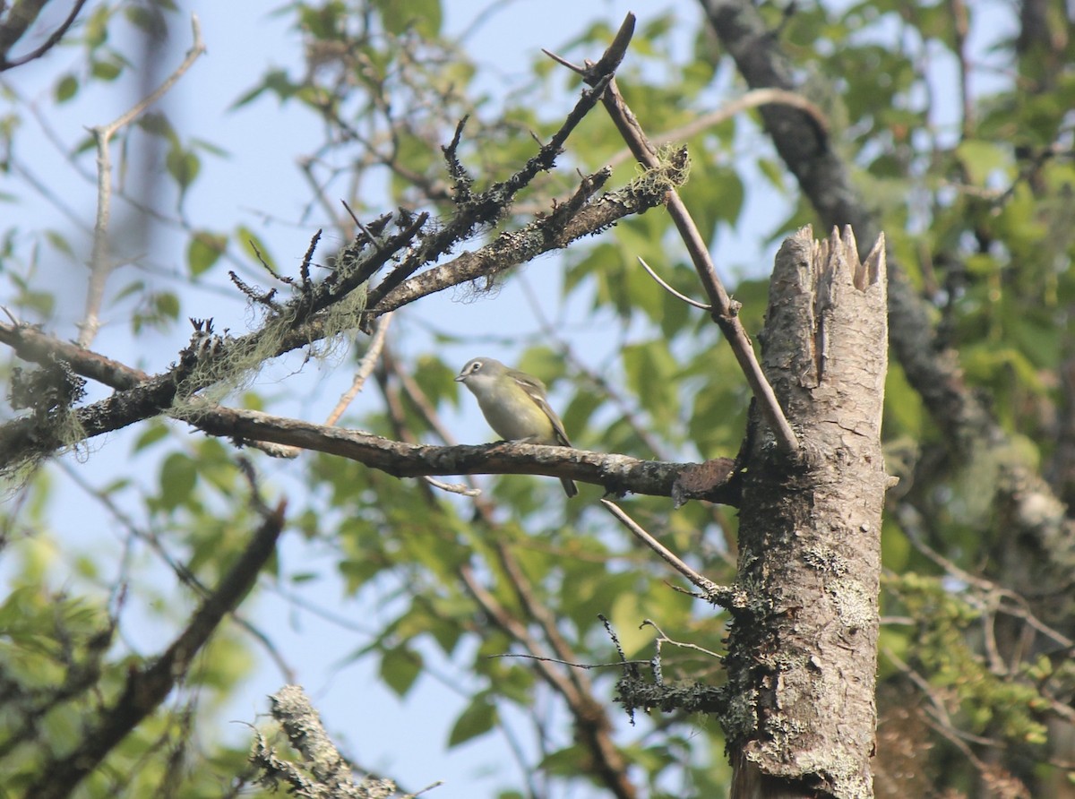 Blue-headed Vireo - ML645858954