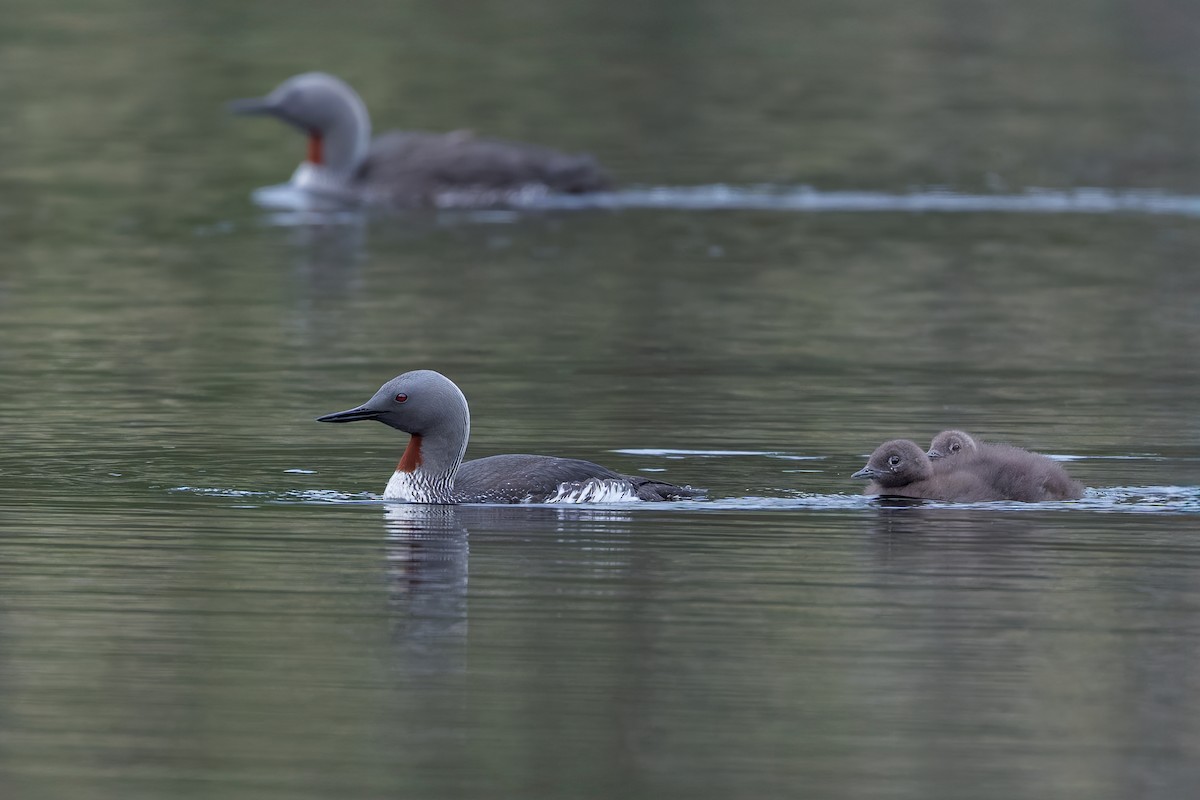 Red-throated Loon - ML645858958