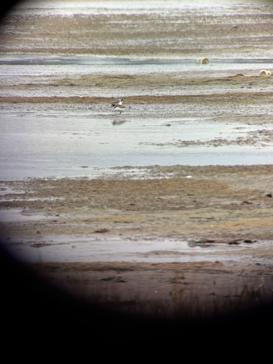 Semipalmated Plover - ML645858963