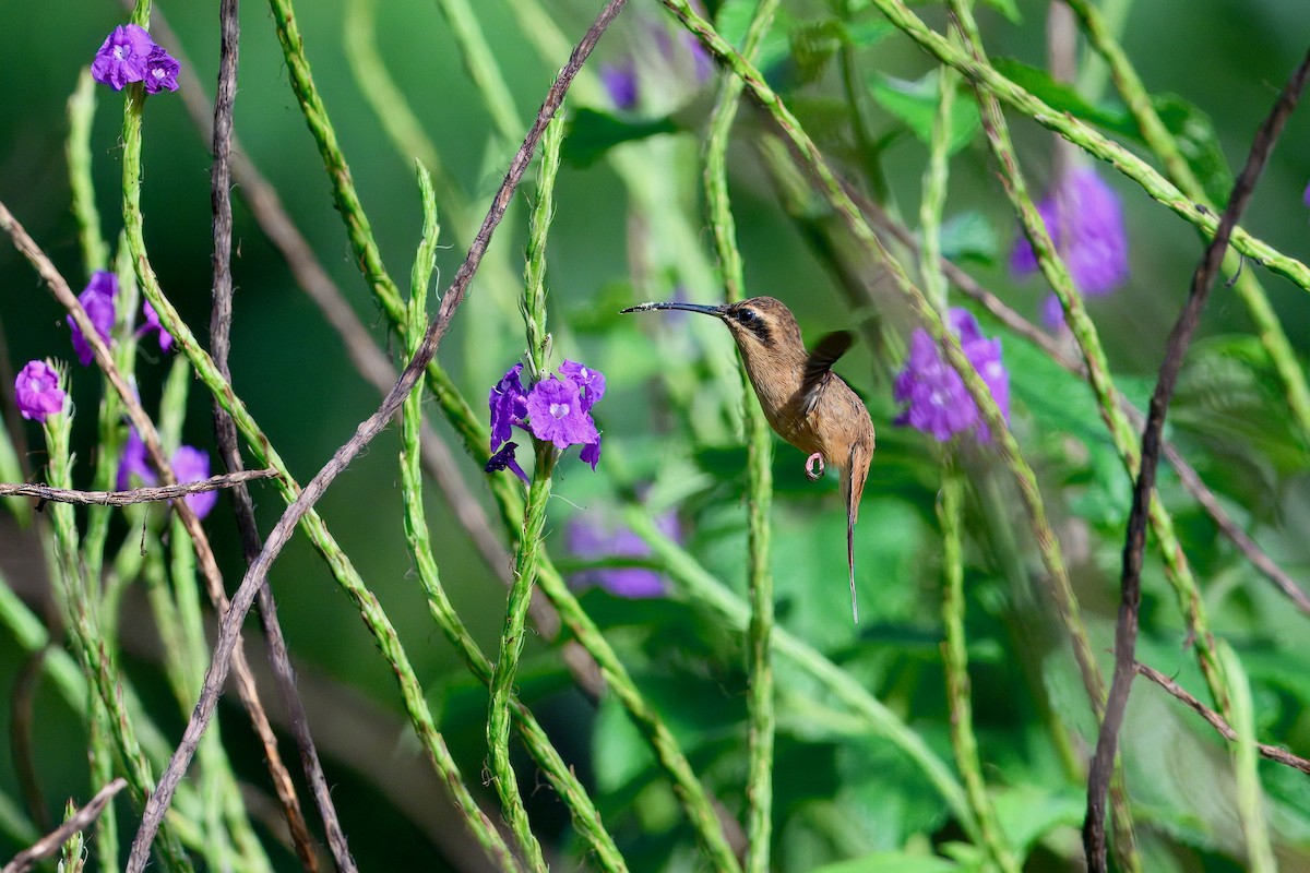 stripestrupeeremitt - ML645858971