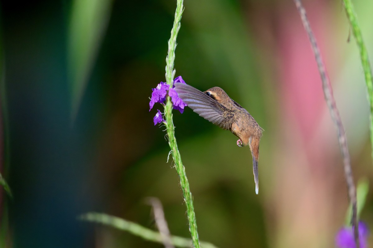 stripestrupeeremitt - ML645858972