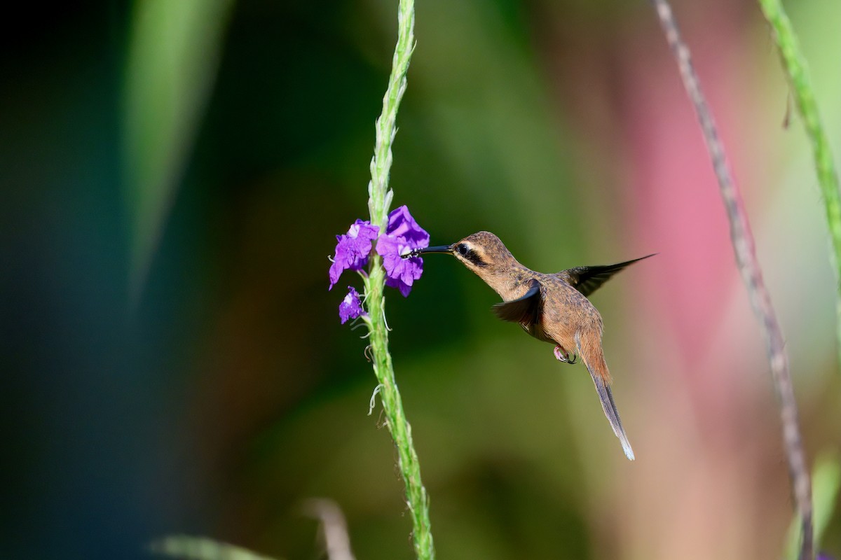 stripestrupeeremitt - ML645858973