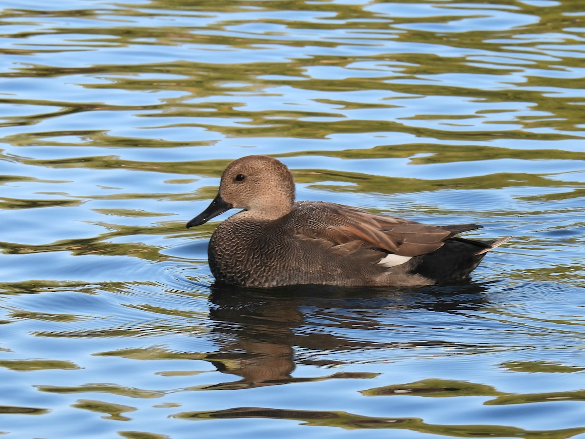 Boz Ördek - ML645858988