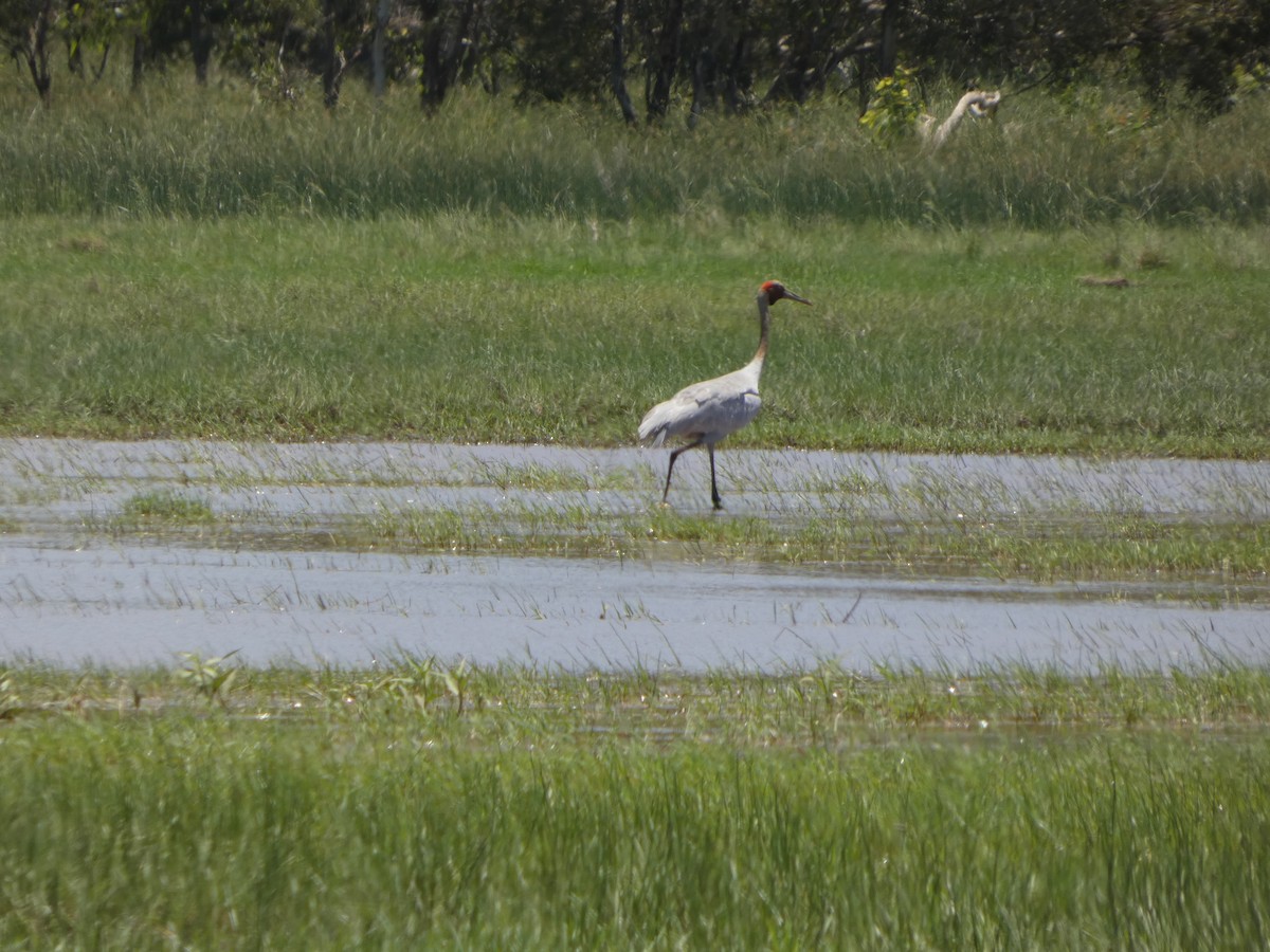 Brolga - ML645858989