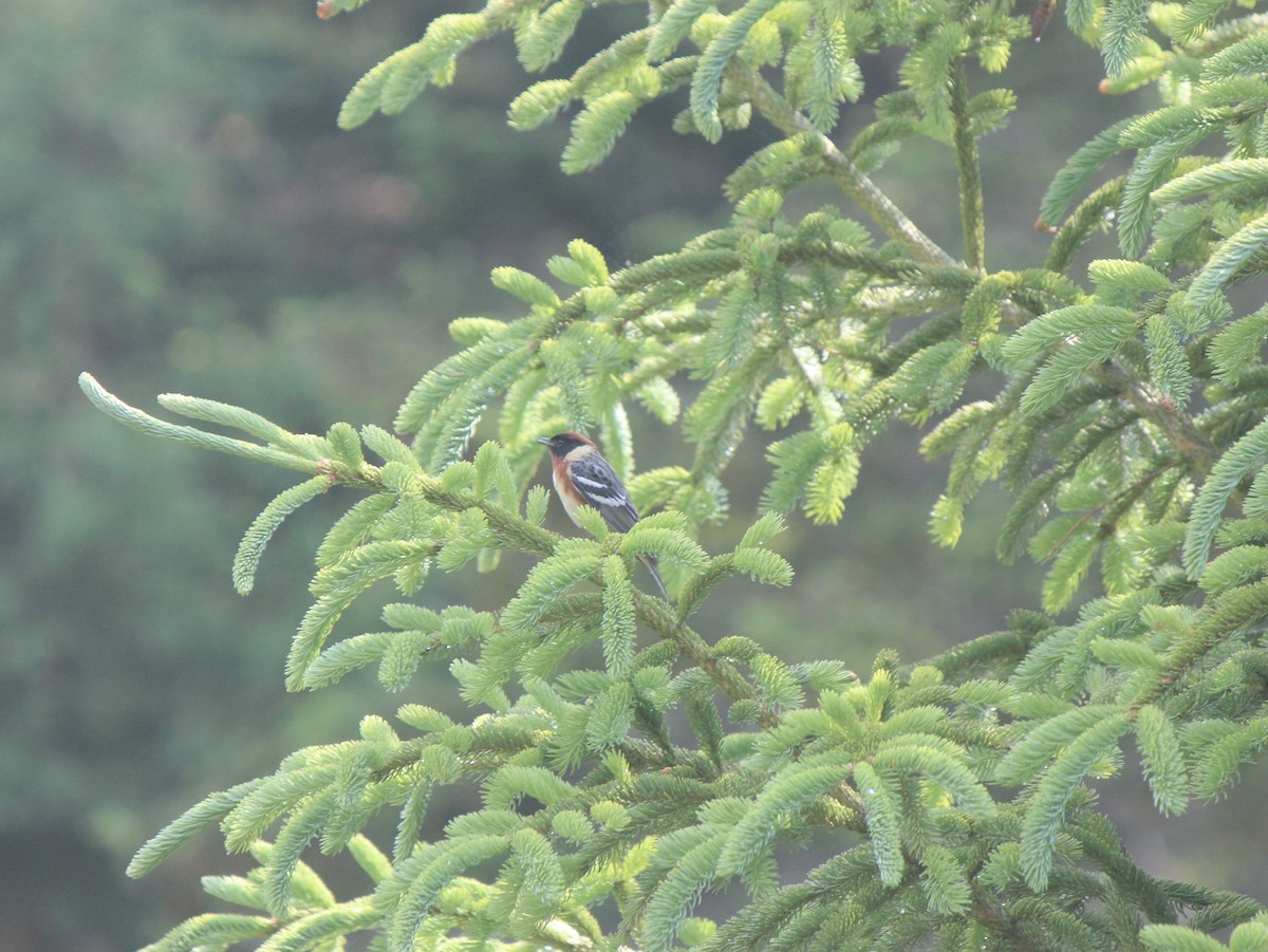 Bay-breasted Warbler - ML645858990