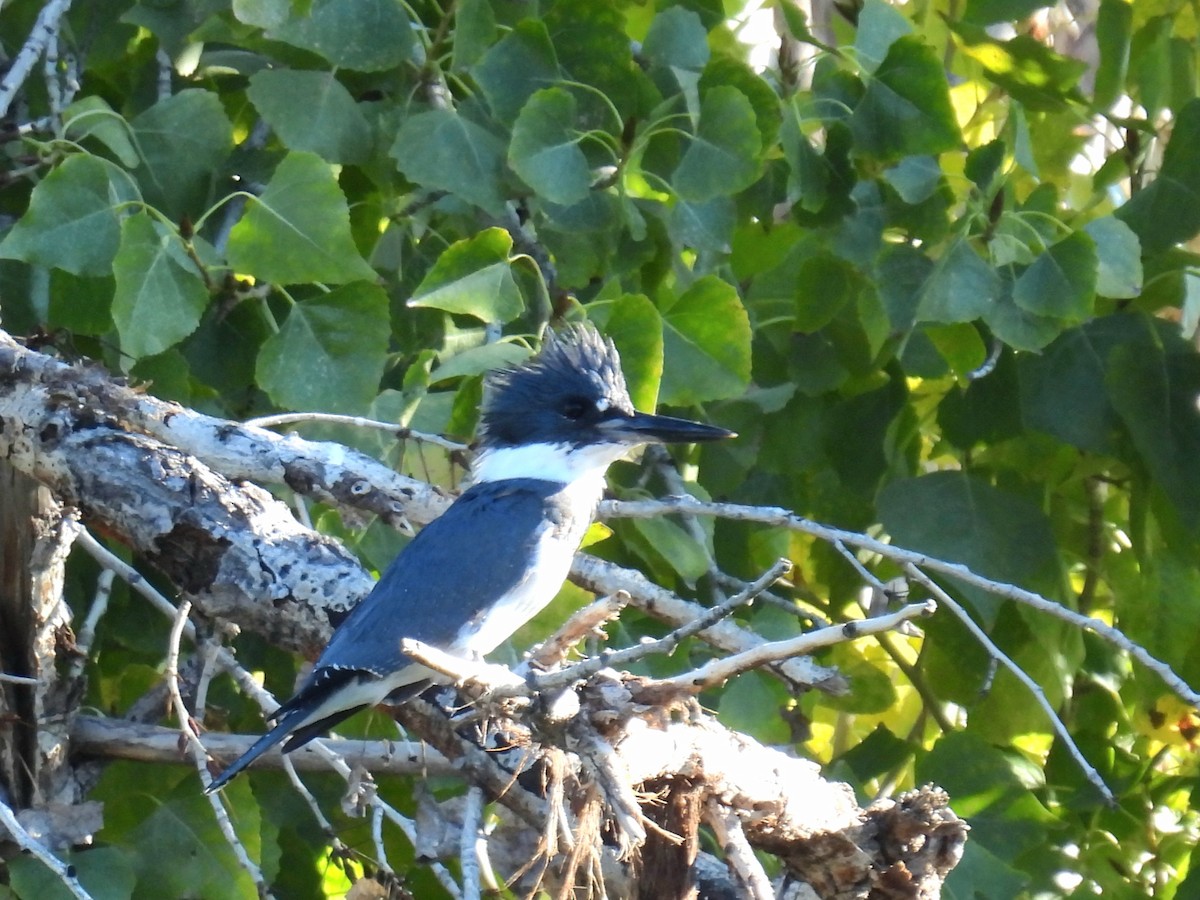 שלדג אמריקני - ML645859008