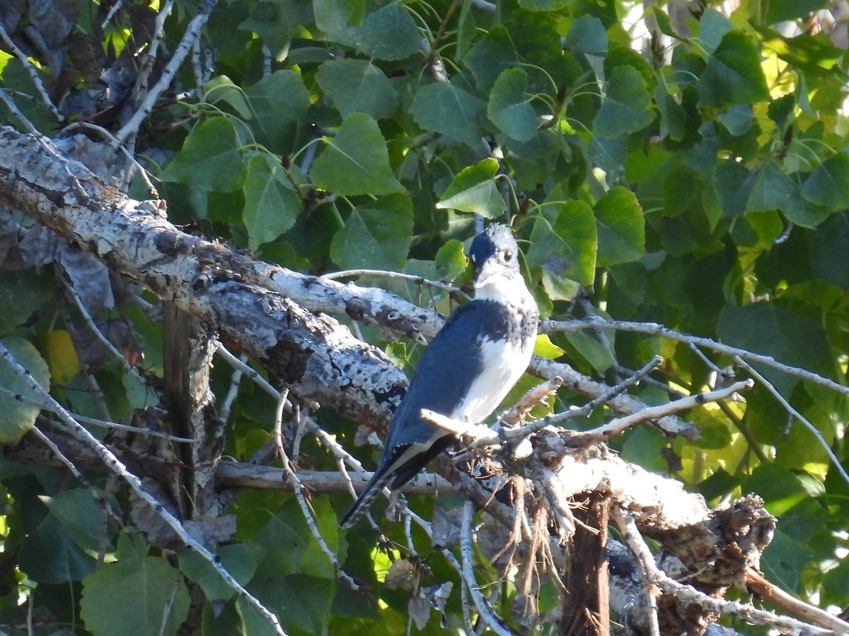 שלדג אמריקני - ML645859009