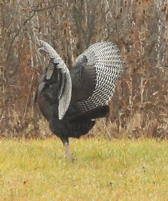 Wild Turkey - ML645859026