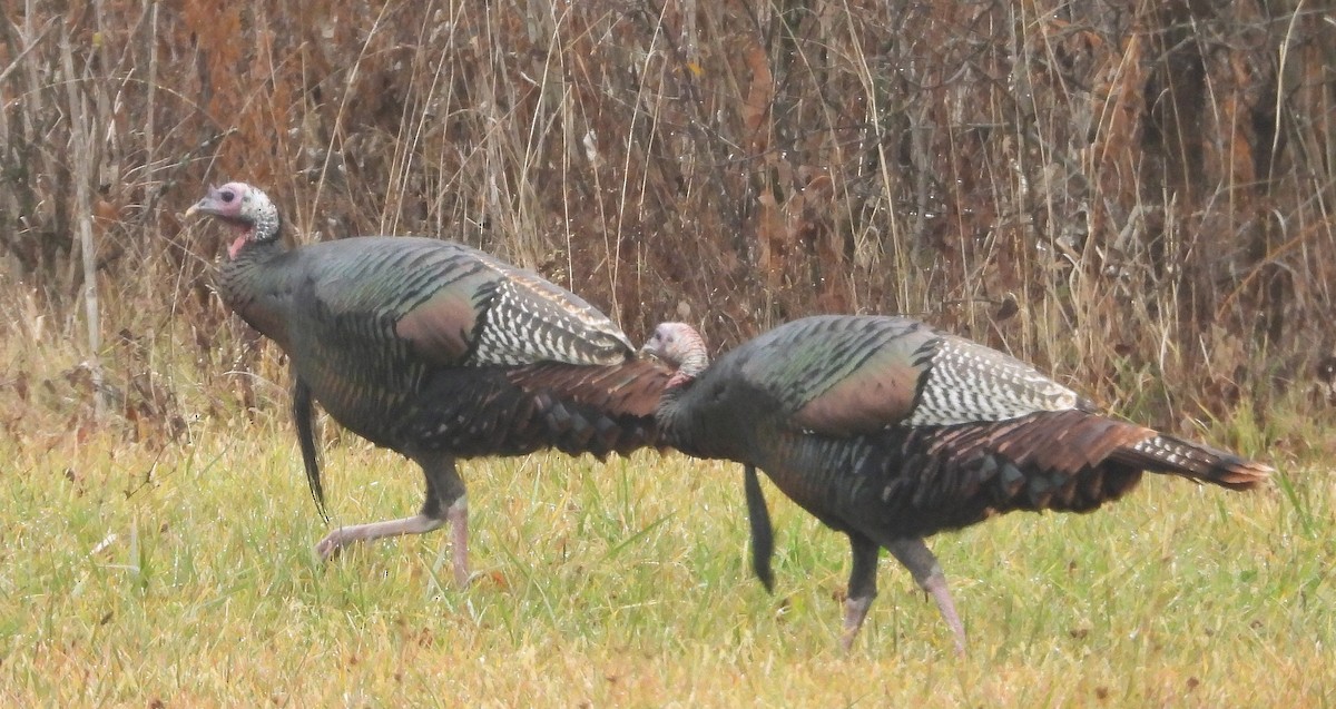 Wild Turkey - ML645859038