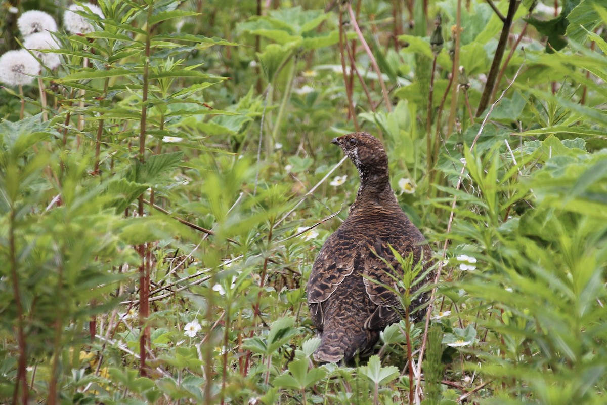 Sooty Grouse - ML645859046