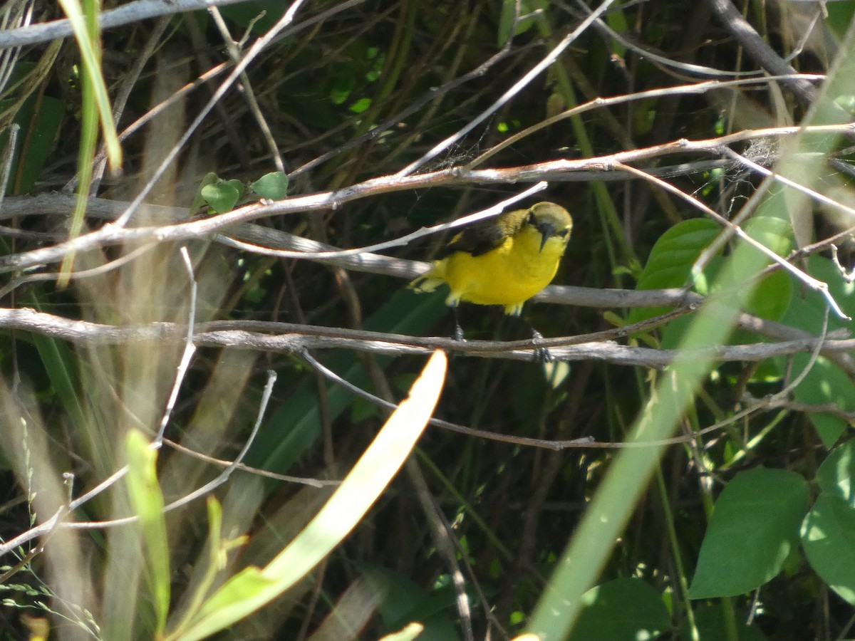 Sahul Sunbird - ML645859047