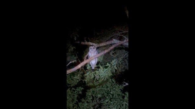 Mottled Owl - ML645859050