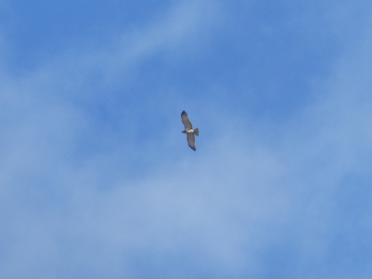 Short-toed Snake-Eagle - ML645859058