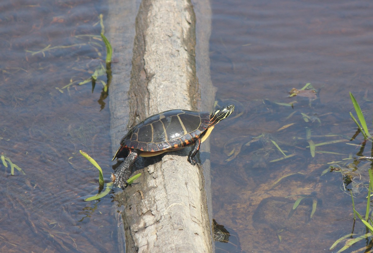 Eastern Painted Turtle - ML645859059