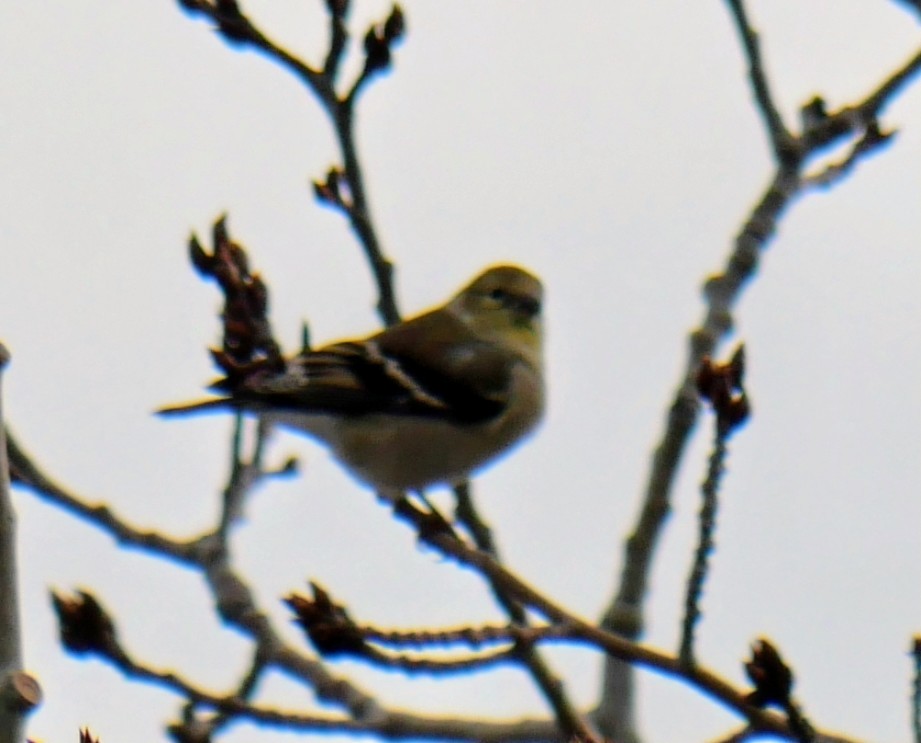 Altın İskete - ML645859080