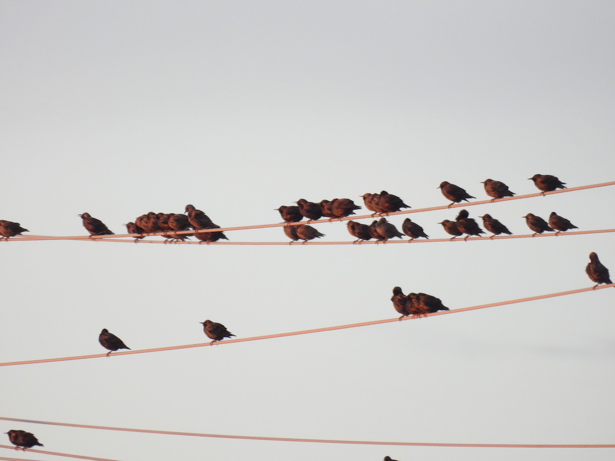 Spotless Starling - ML645859087