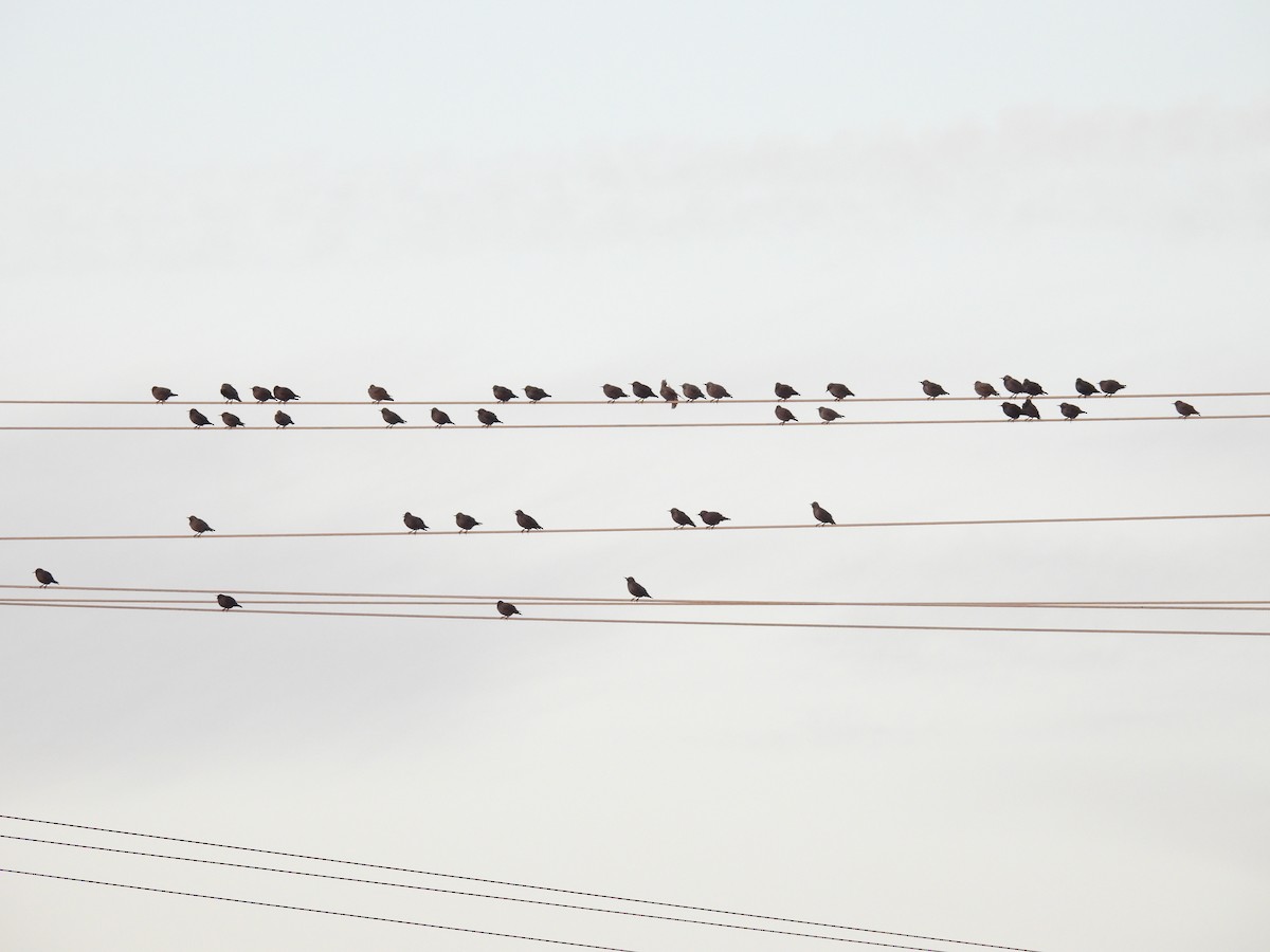 Spotless Starling - ML645859096