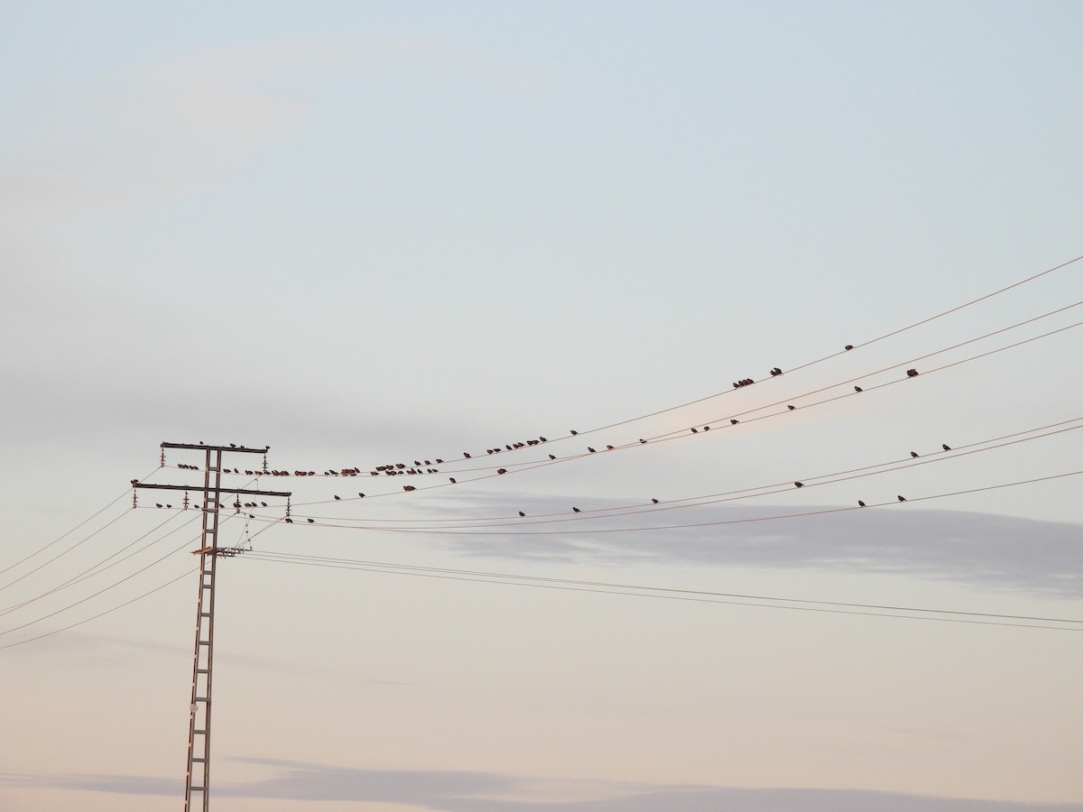 Spotless Starling - ML645859099