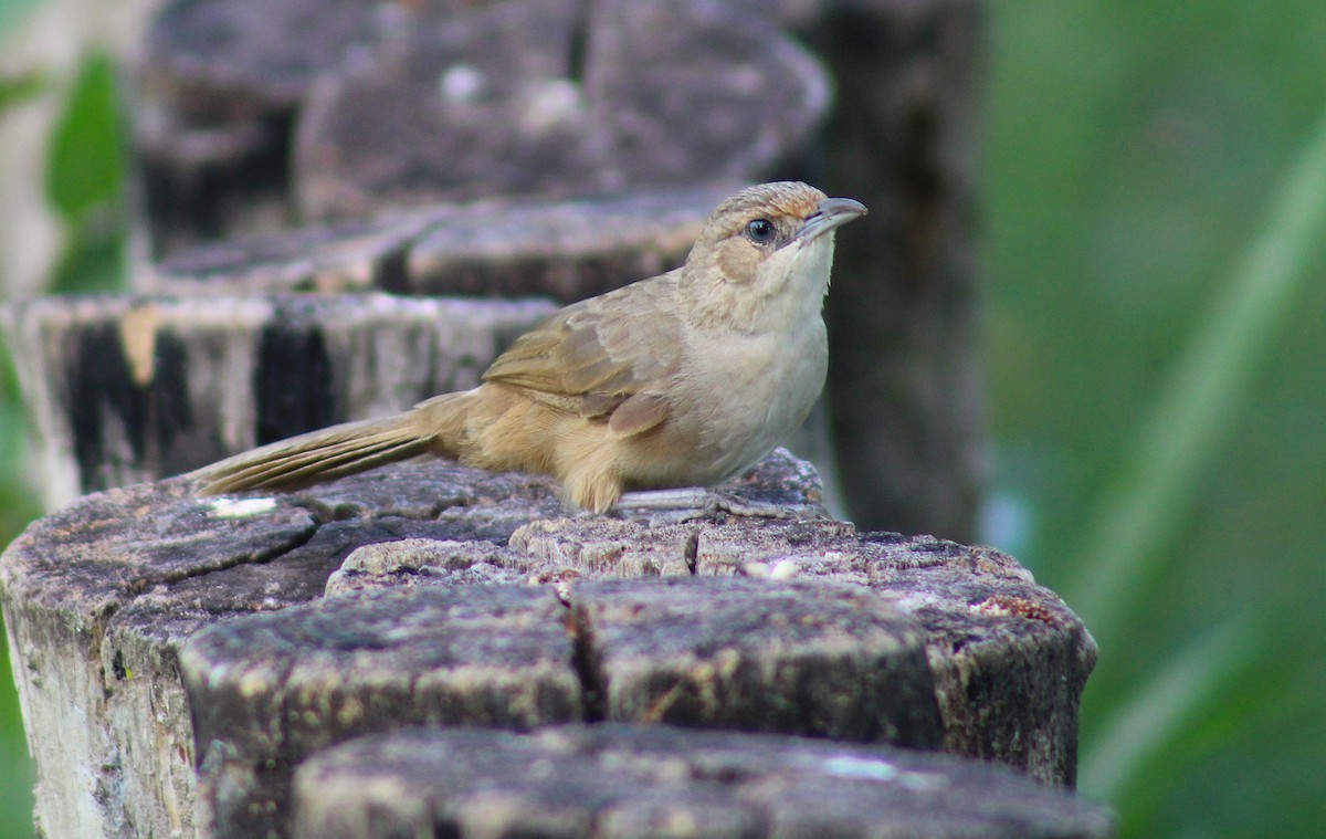 Plain Thornbird - ML645859104