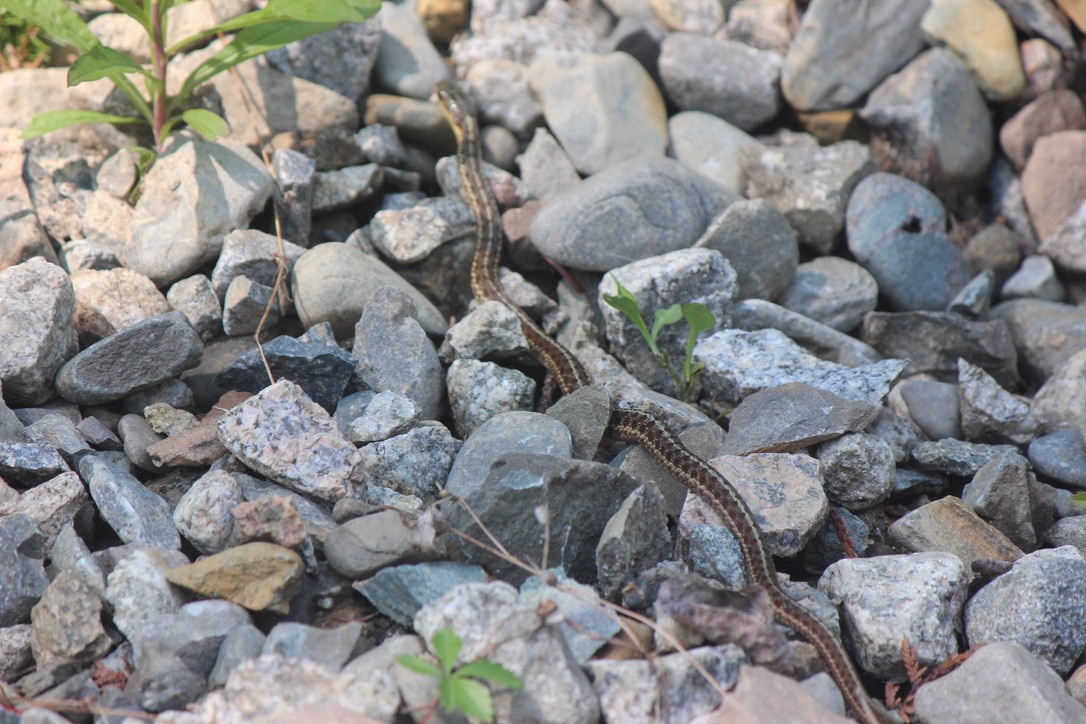 Common Garter Snake - ML645859108