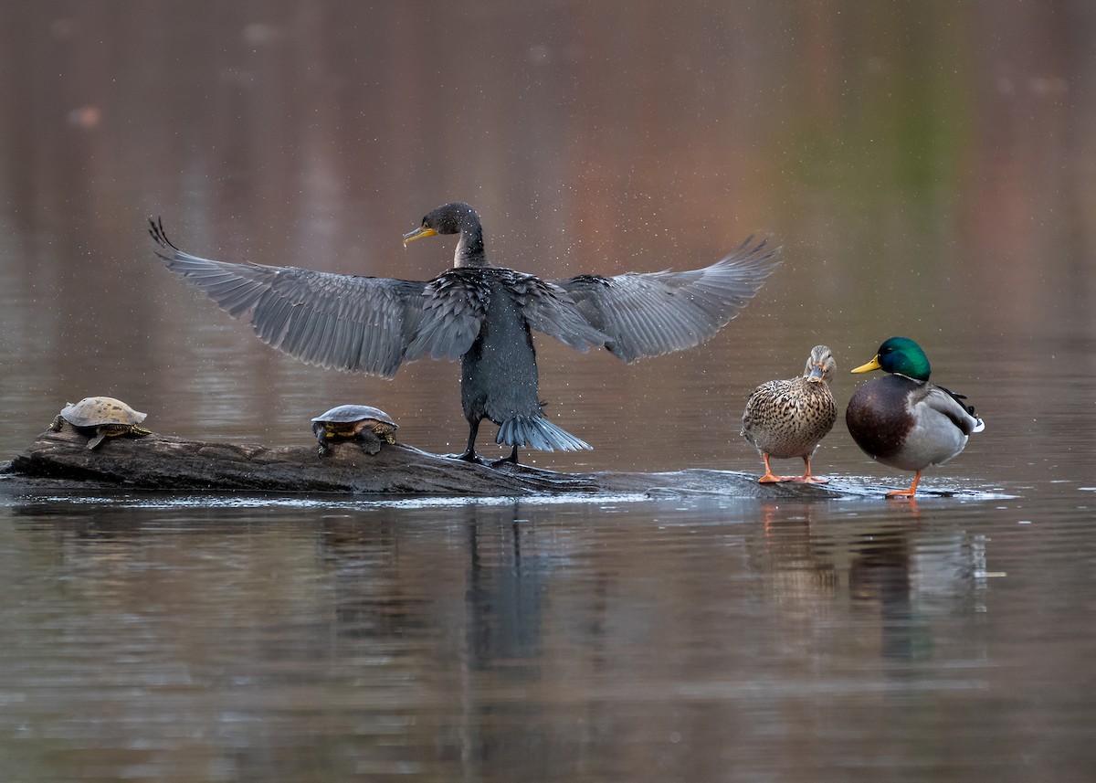 Double-crested Cormorant - ML645859121
