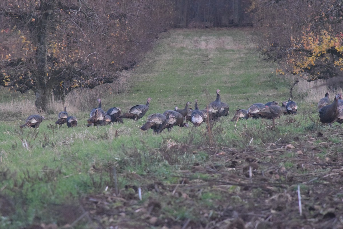 Wild Turkey - ML645859128