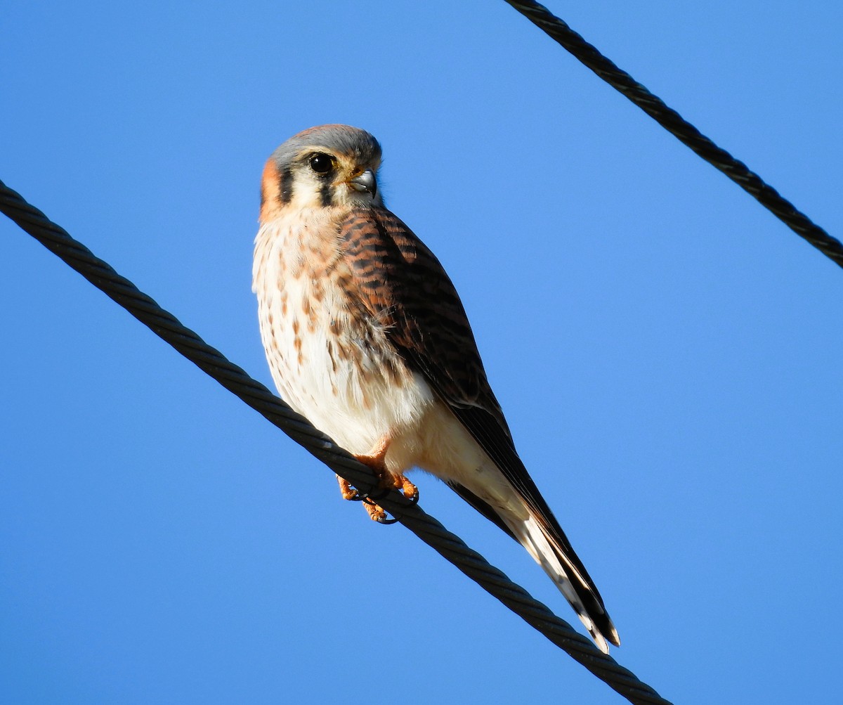 poštolka pestrá - ML645859130