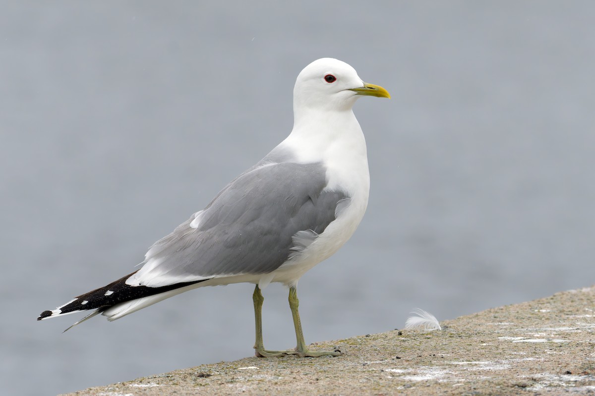 Common Gull - ML645859131