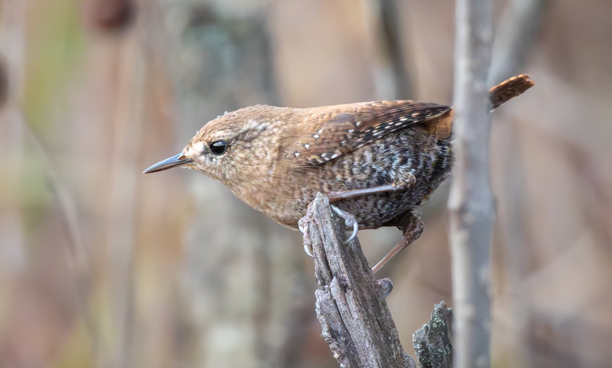Winter Wren - ML645859133