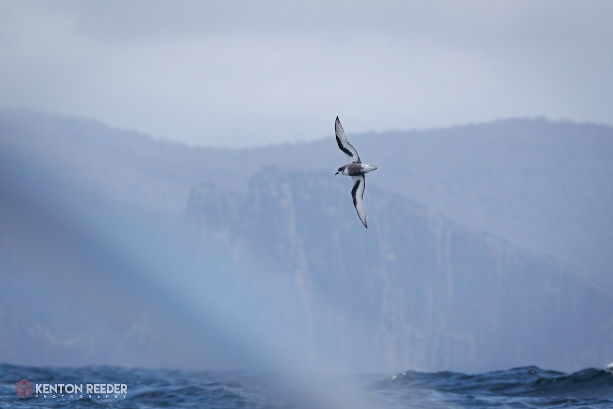 Petrel Moteado - ML645859134