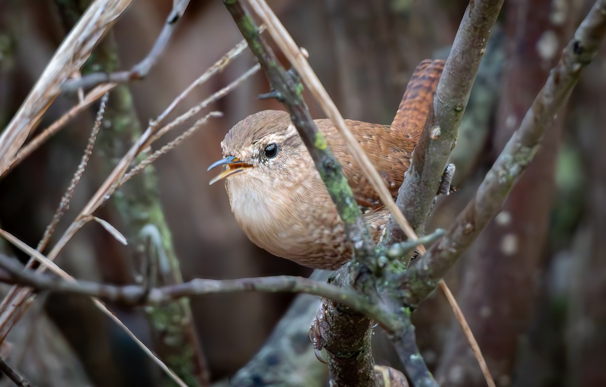 Winter Wren - ML645859146