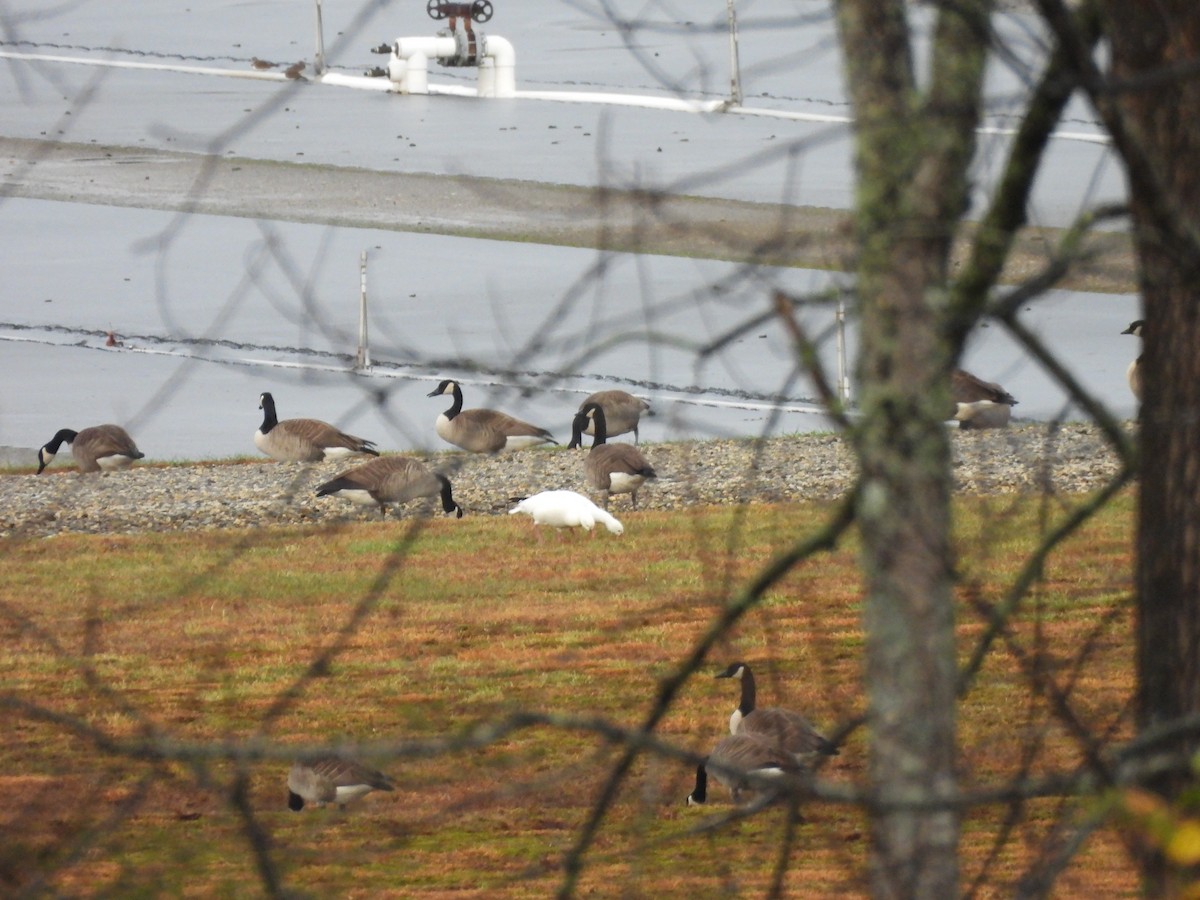 Ross's Goose - ML645859147
