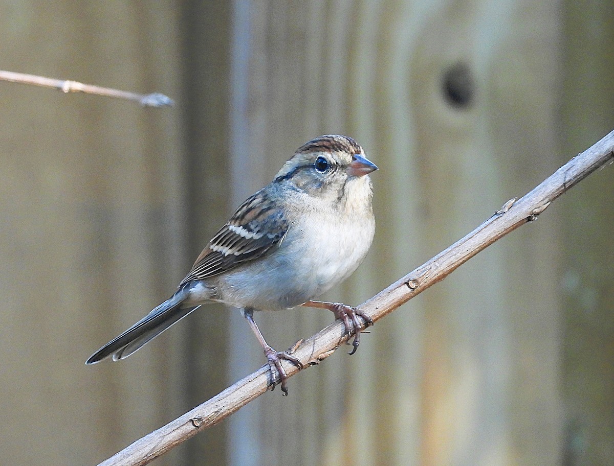 strnádka vrabcovitá - ML645859148